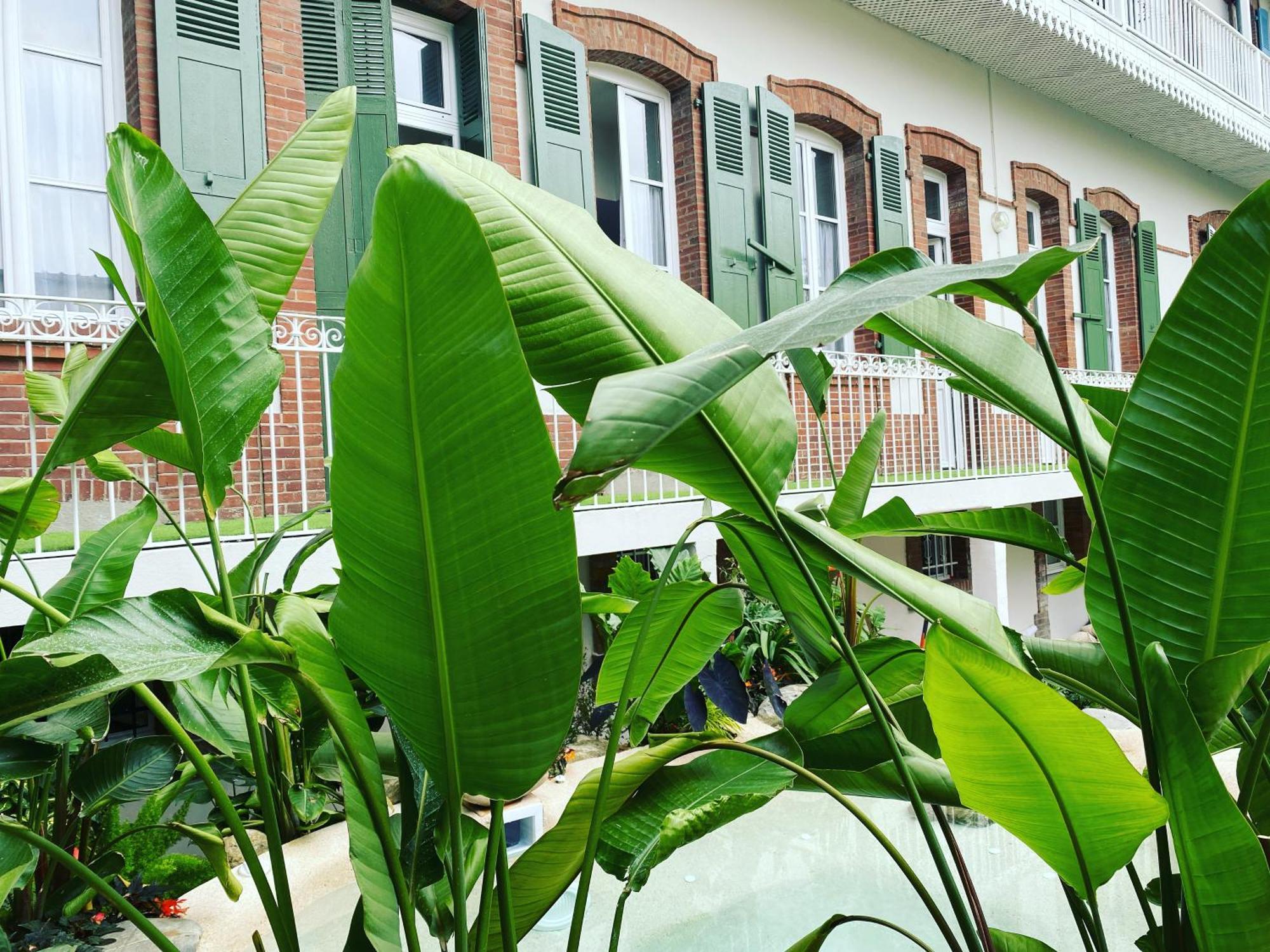 Appt Ambiance Chalet 2Ch Piscine Lagon Apartment Tarbes Ngoại thất bức ảnh