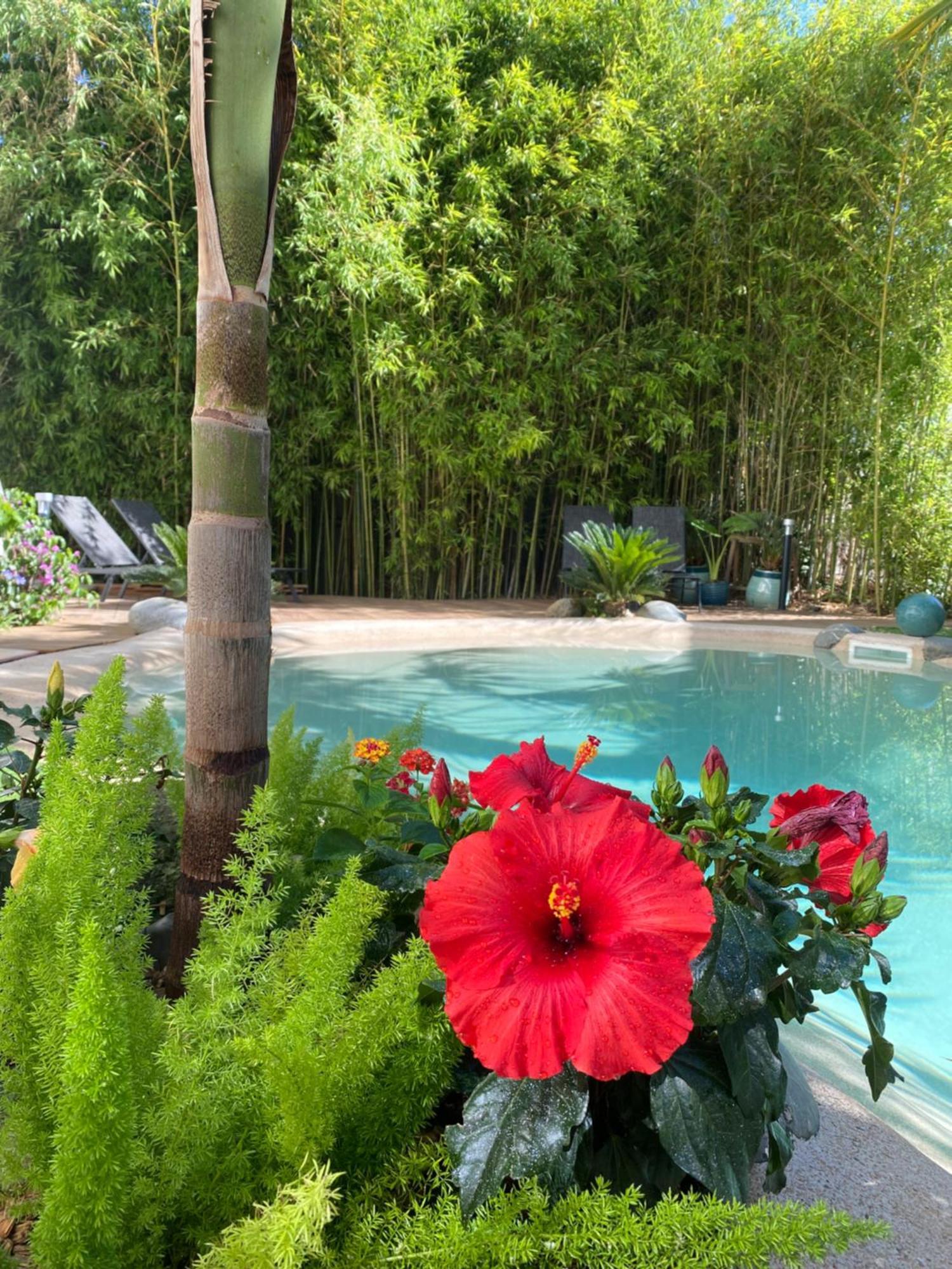 Appt Ambiance Chalet 2Ch Piscine Lagon Apartment Tarbes Ngoại thất bức ảnh